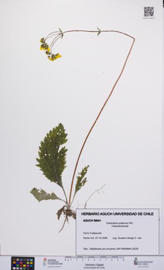 Calceolaria pratensis [Espécimen: UCH:AGUCH:0059041]