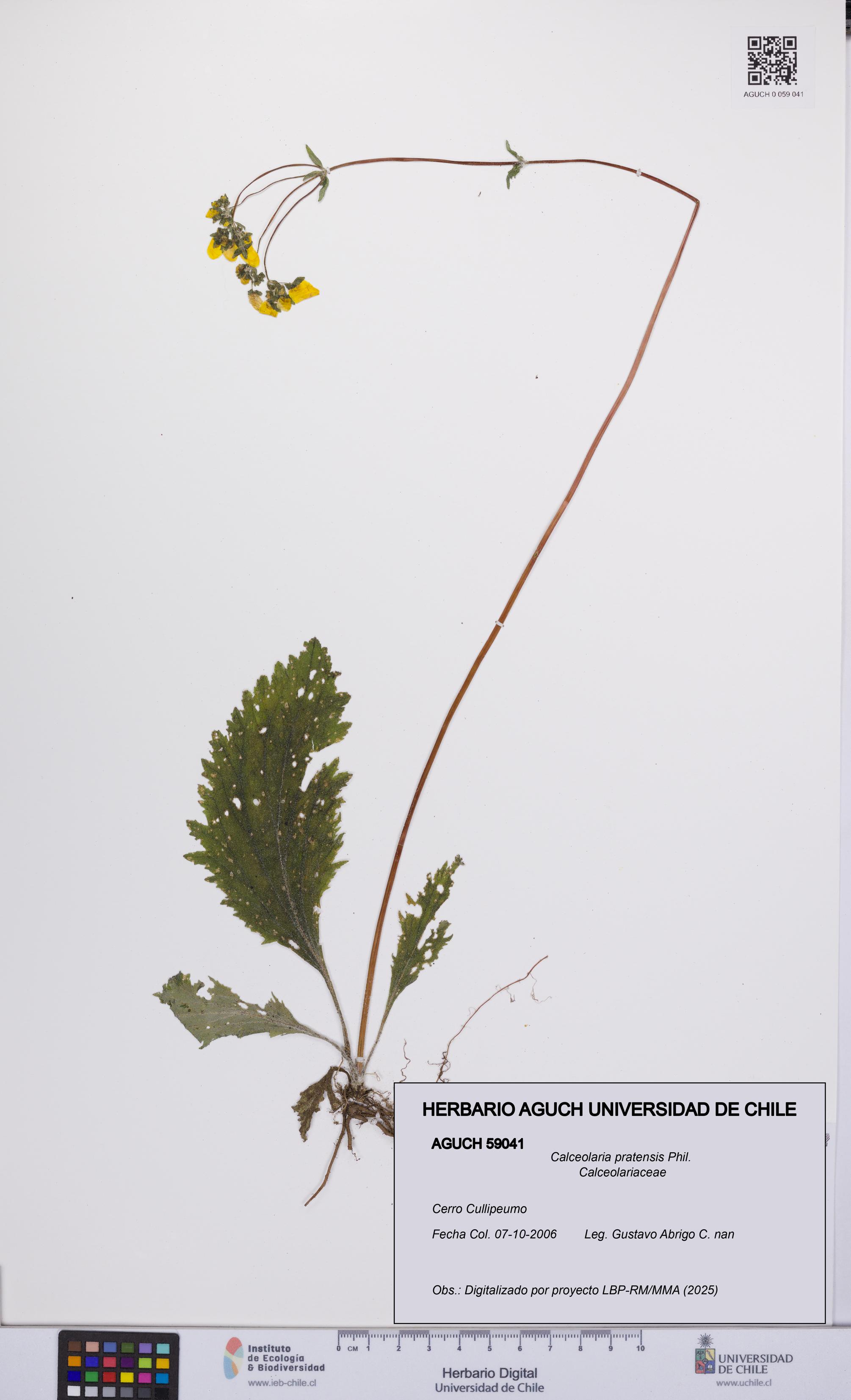Calceolaria pratensis [Espécimen: UCH:AGUCH:0059041]