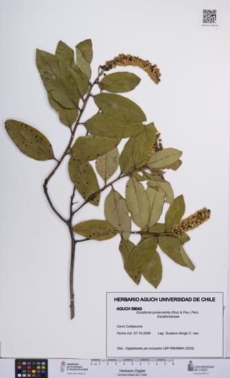 Escallonia pulverulenta [Espécimen: UCH:AGUCH:0059043]