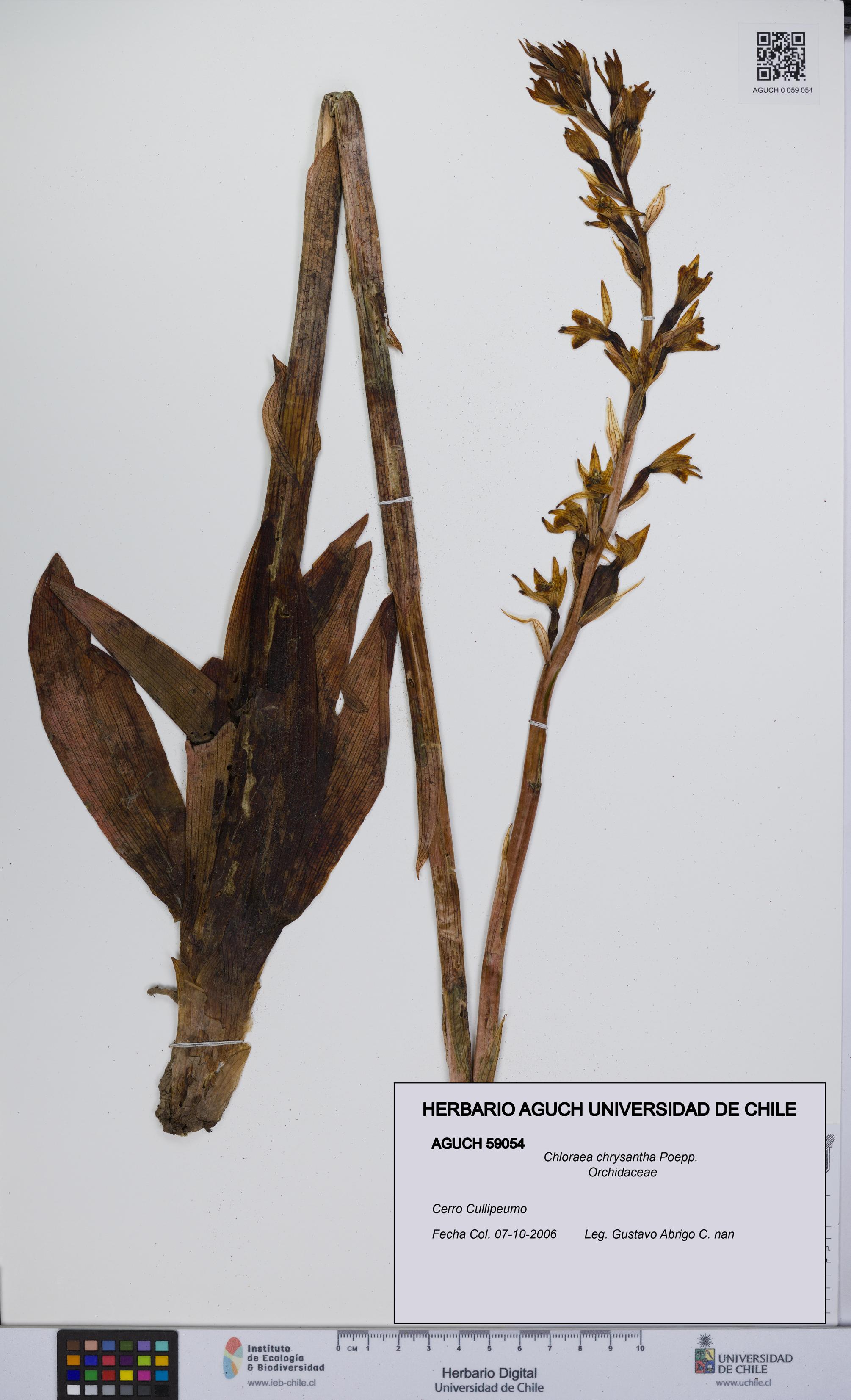 Chloraea chrysantha [Espécimen: UCH:AGUCH:0059054]