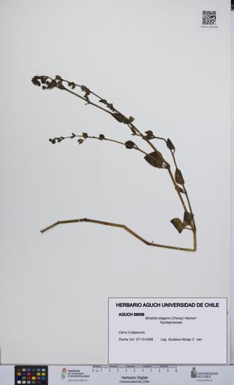Mirabilis elegans [Espécimen: UCH:AGUCH:0059056]