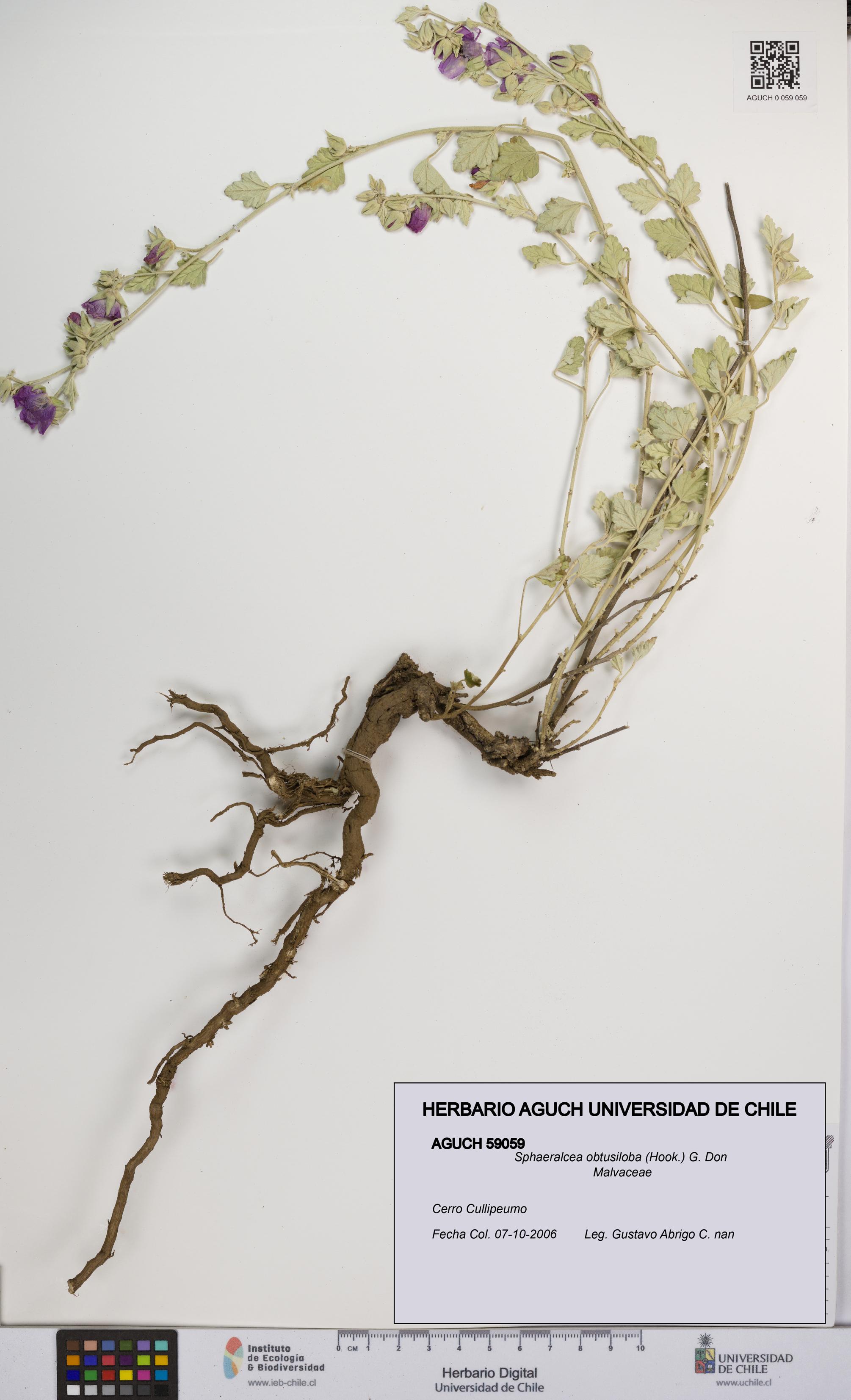 Sphaeralcea obtusiloba [Espécimen: UCH:AGUCH:0059059]