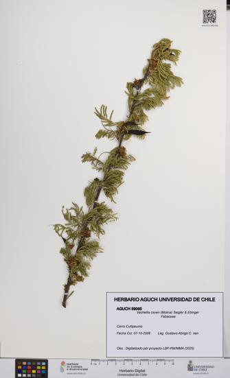 Vachellia caven [Espécimen: UCH:AGUCH:0059065]
