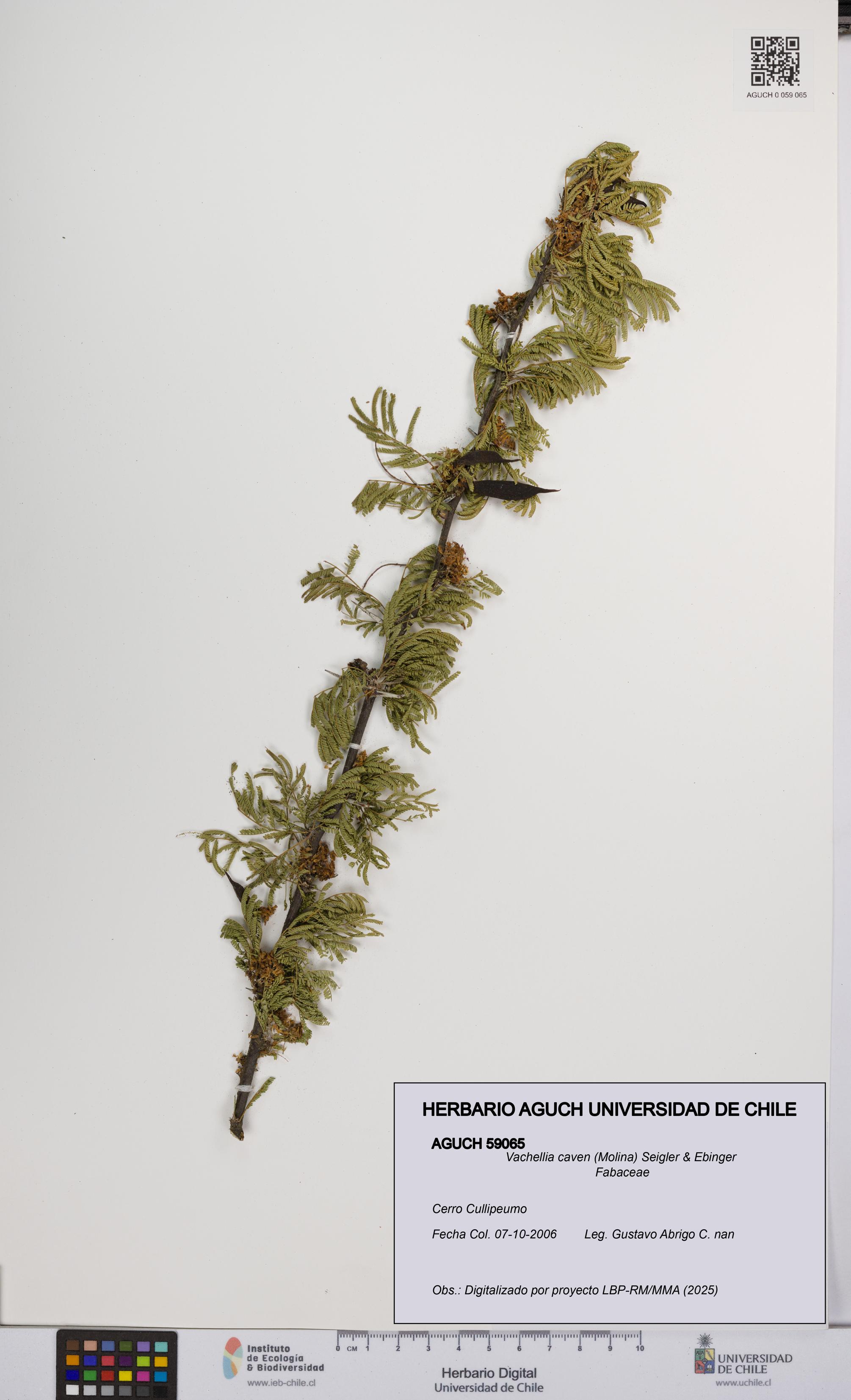 Vachellia caven [Espécimen: UCH:AGUCH:0059065]