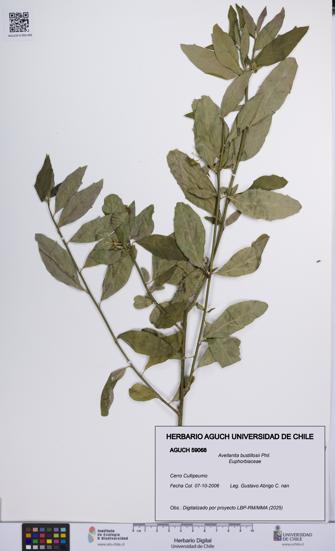 Avellanita bustillosii [Espécimen: UCH:AGUCH:0059068]