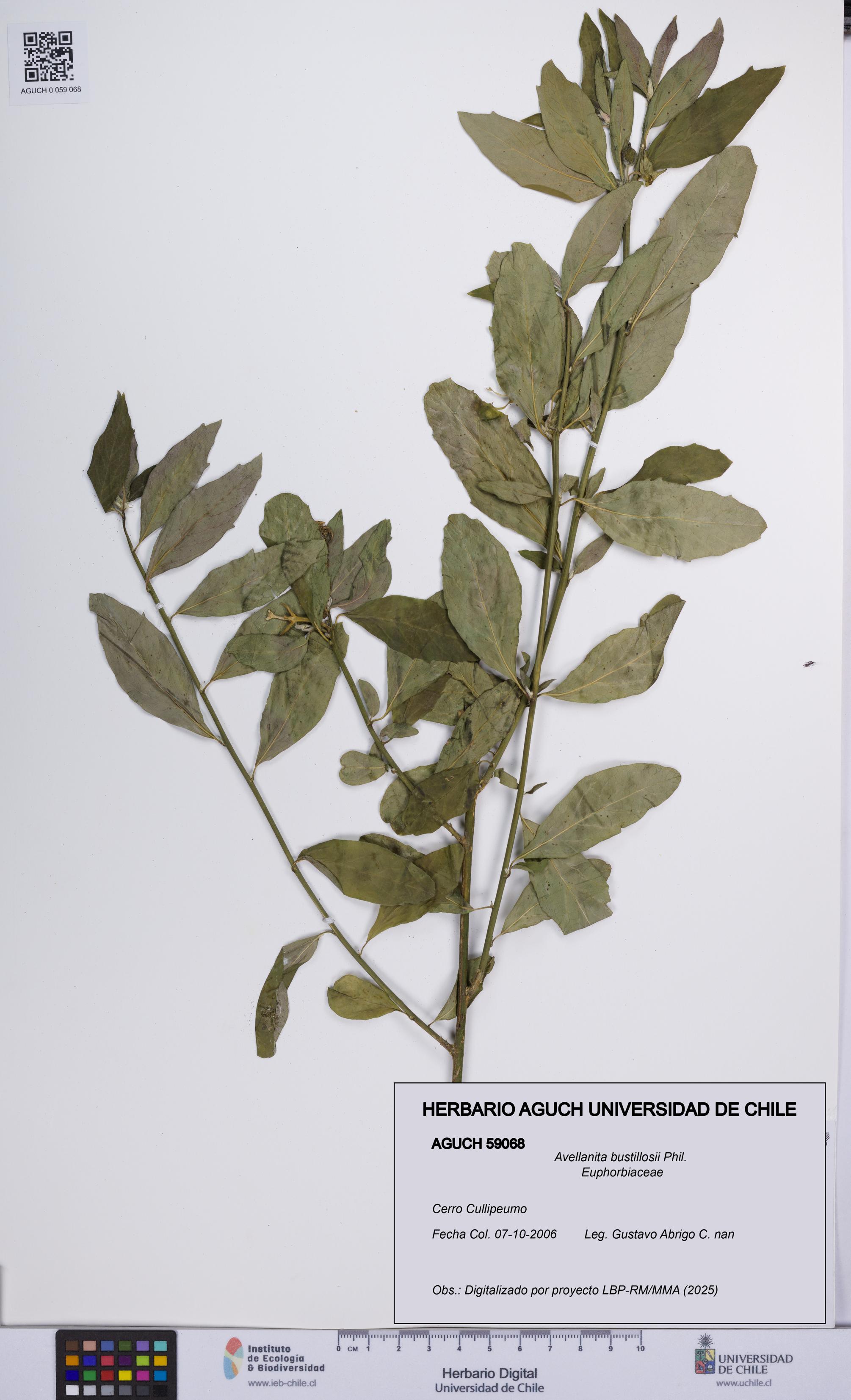 Avellanita bustillosii [Espécimen: UCH:AGUCH:0059068]