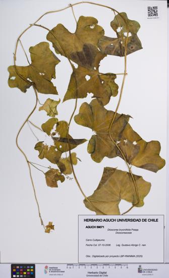 Dioscorea bryoniifolia [Espécimen: UCH:AGUCH:0059071]