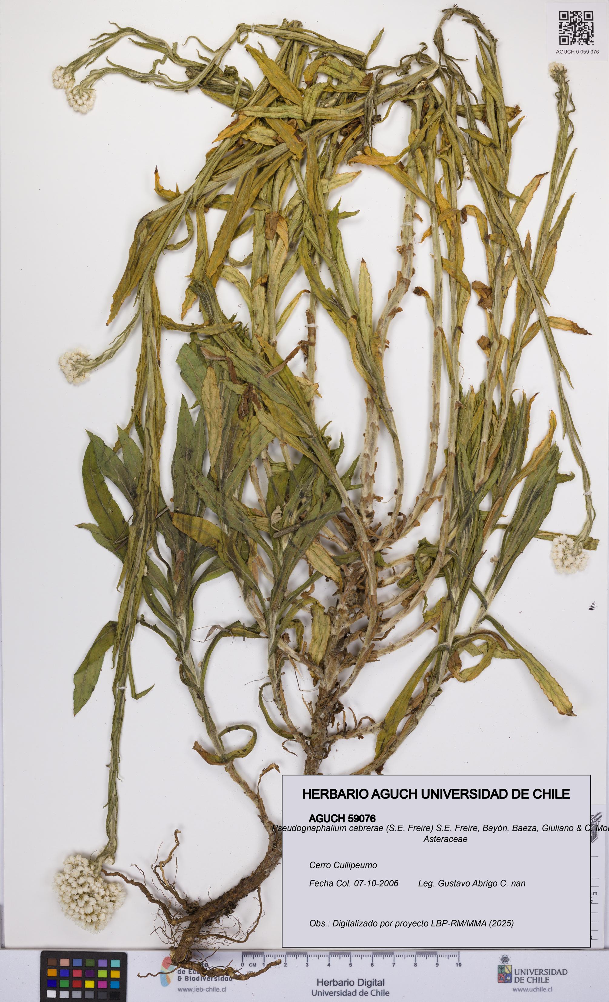 Pseudognaphalium cabrerae [Espécimen: UCH:AGUCH:0059076]