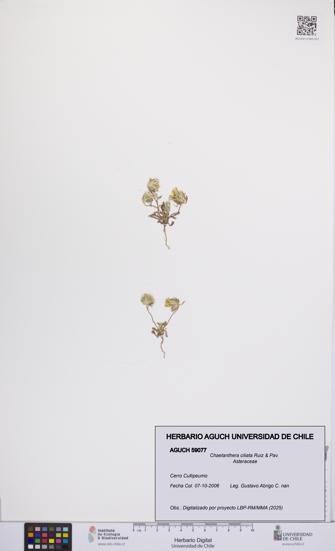 Chaetanthera ciliata [Espécimen: UCH:AGUCH:0059077]