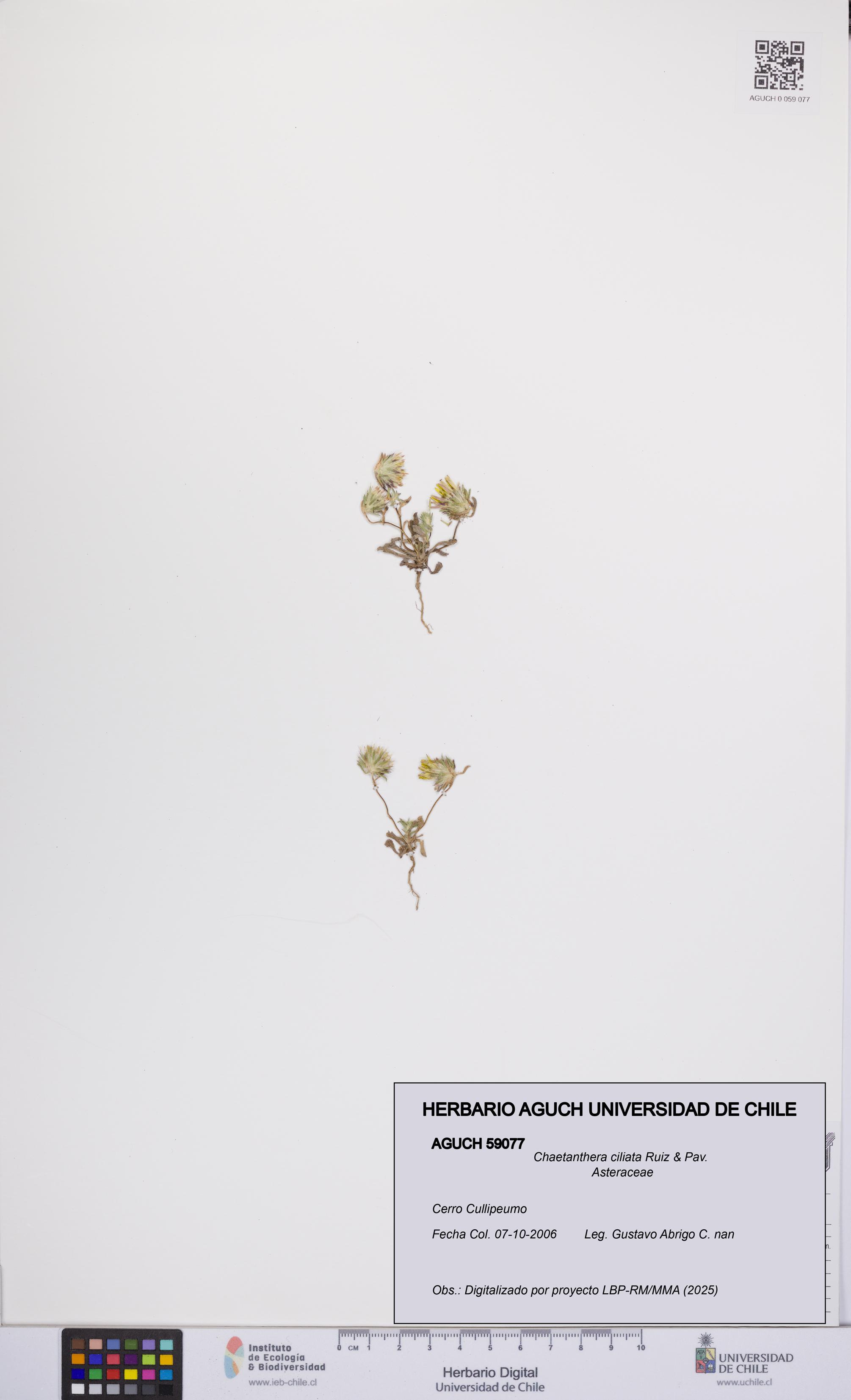 Chaetanthera ciliata [Espécimen: UCH:AGUCH:0059077]