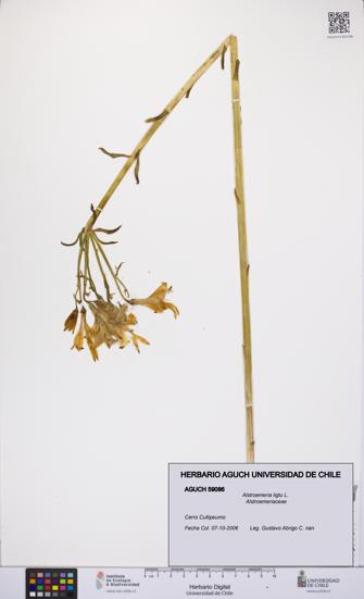 Alstroemeria ligtu [Espécimen: UCH:AGUCH:0059086]