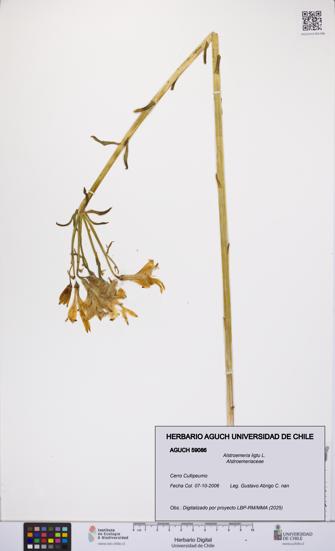 Alstroemeria ligtu [Espécimen: UCH:AGUCH:0059086]