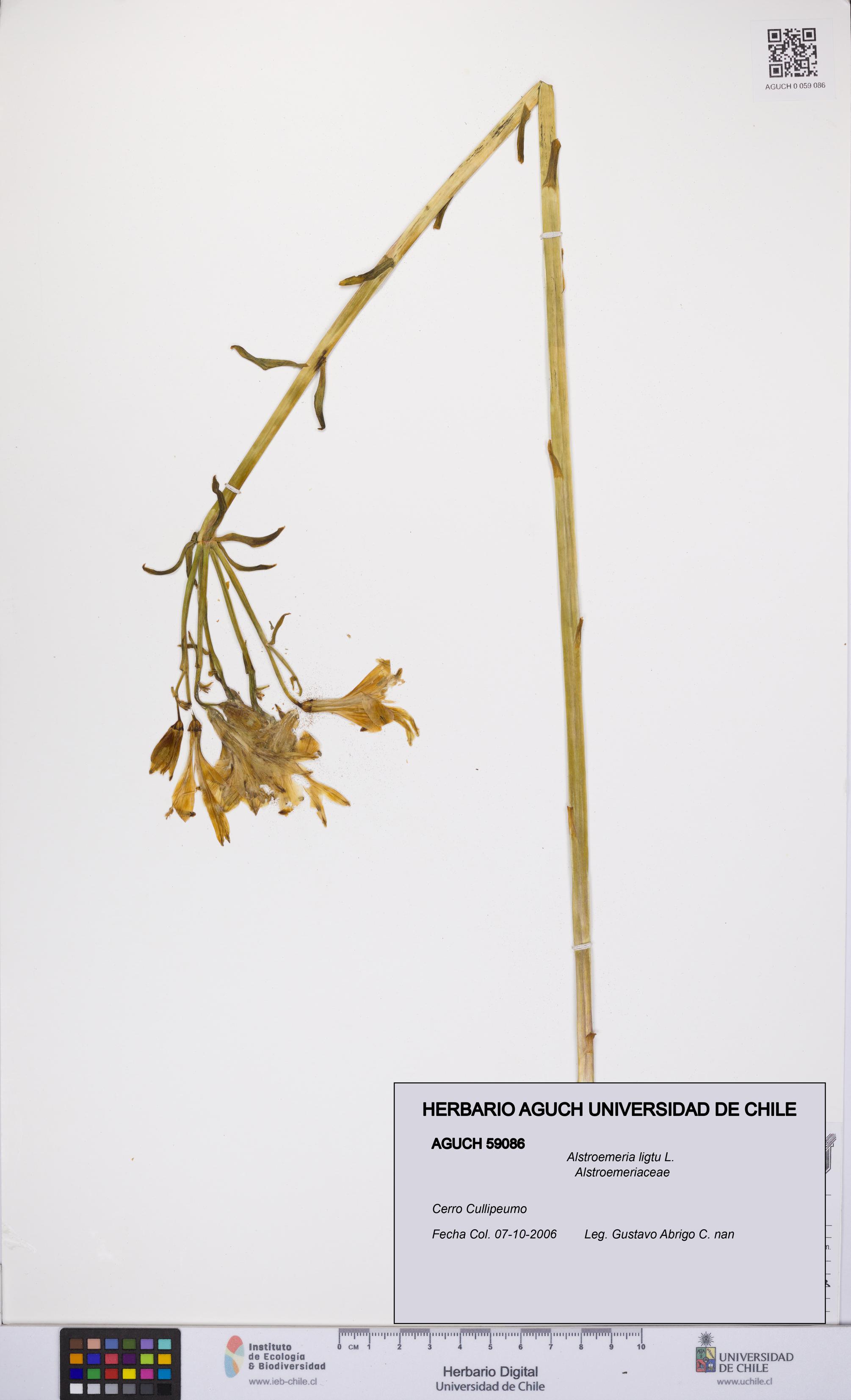 Alstroemeria ligtu [Espécimen: UCH:AGUCH:0059086]