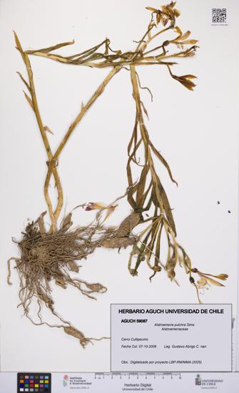 Alstroemeria pulchra [Espécimen: UCH:AGUCH:0059087]