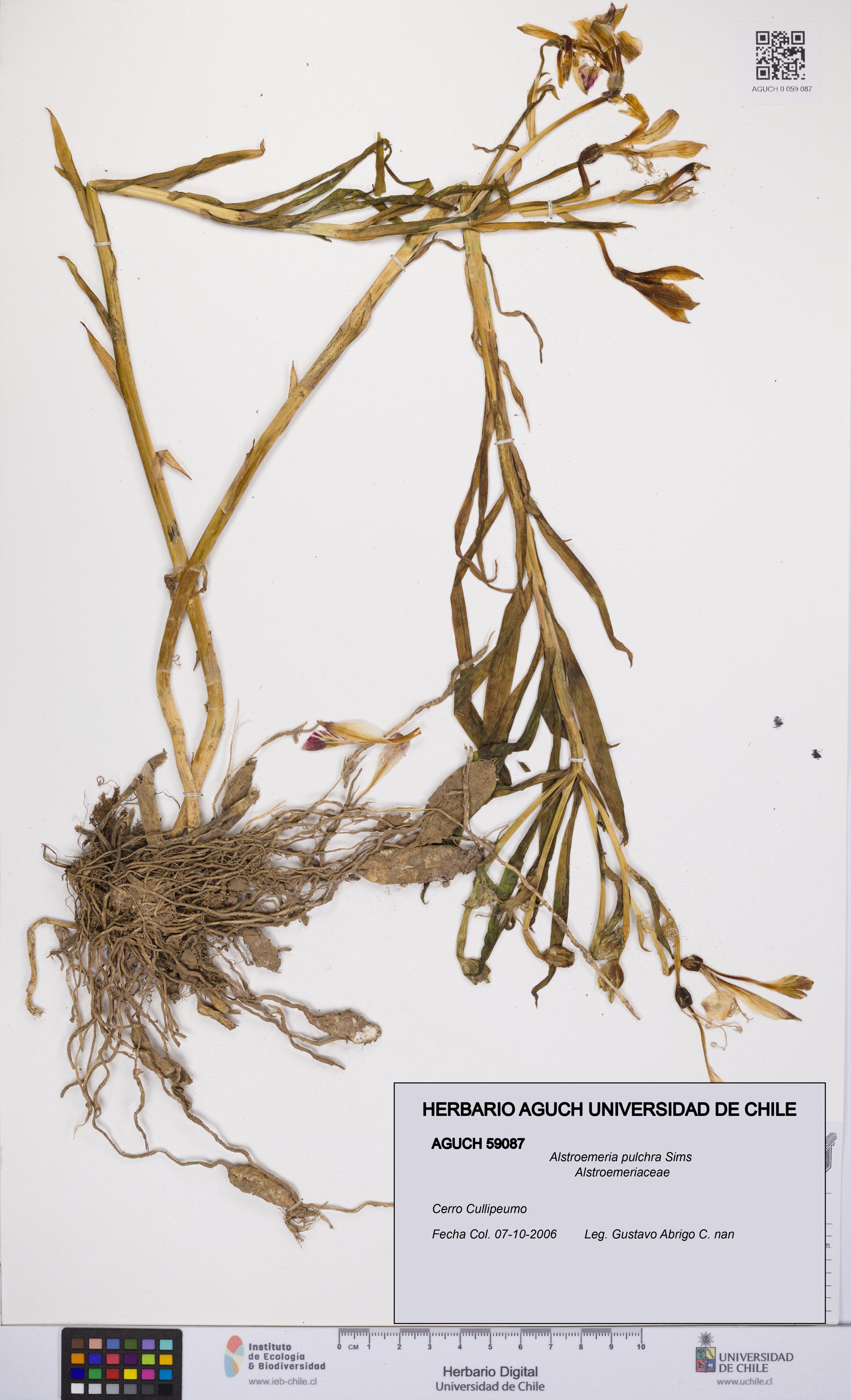 Alstroemeria pulchra [Espécimen: UCH:AGUCH:0059087]