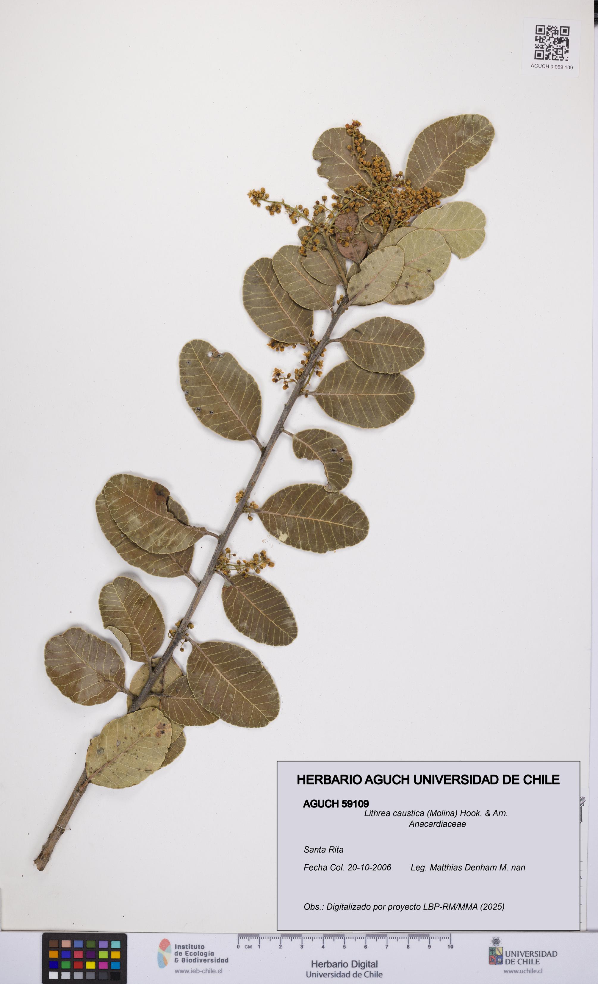 Lithrea caustica [Espécimen: UCH:AGUCH:0059109]