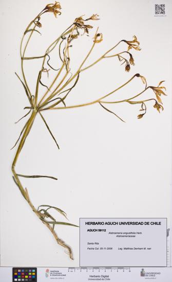 Alstroemeria angustifolia [Espécimen: UCH:AGUCH:0059112]