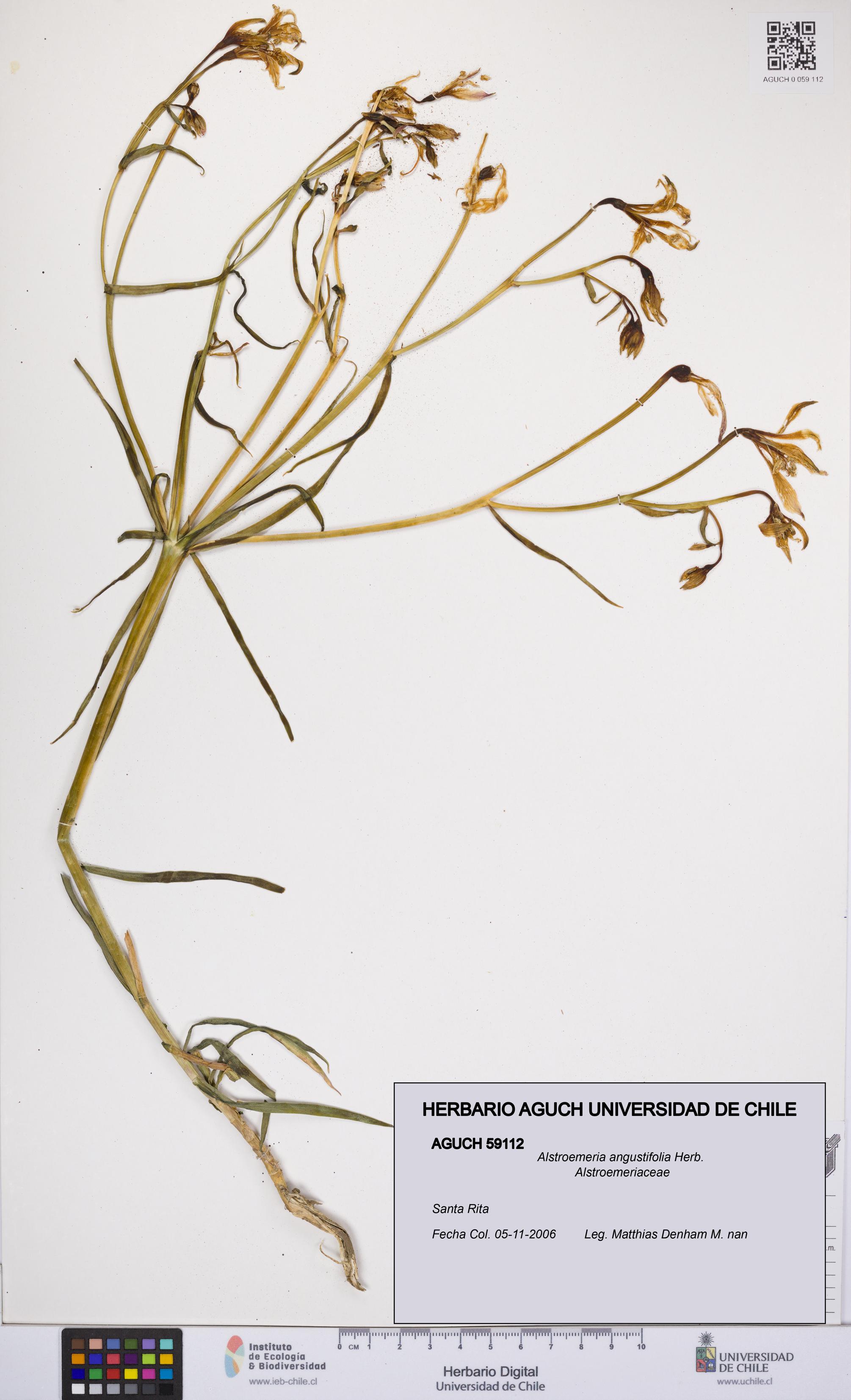 Alstroemeria angustifolia [Espécimen: UCH:AGUCH:0059112]