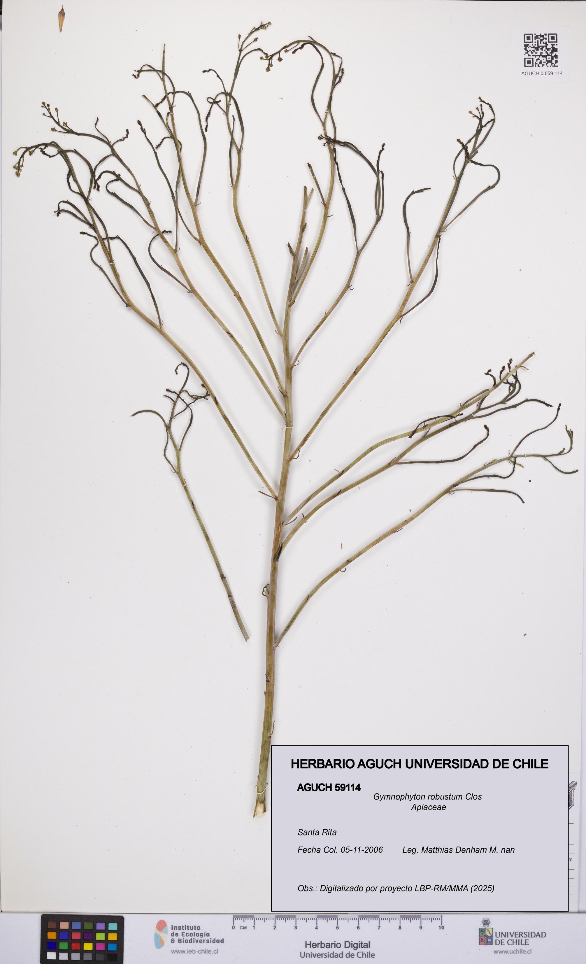 Gymnophyton robustum [Espécimen: UCH:AGUCH:0059114]