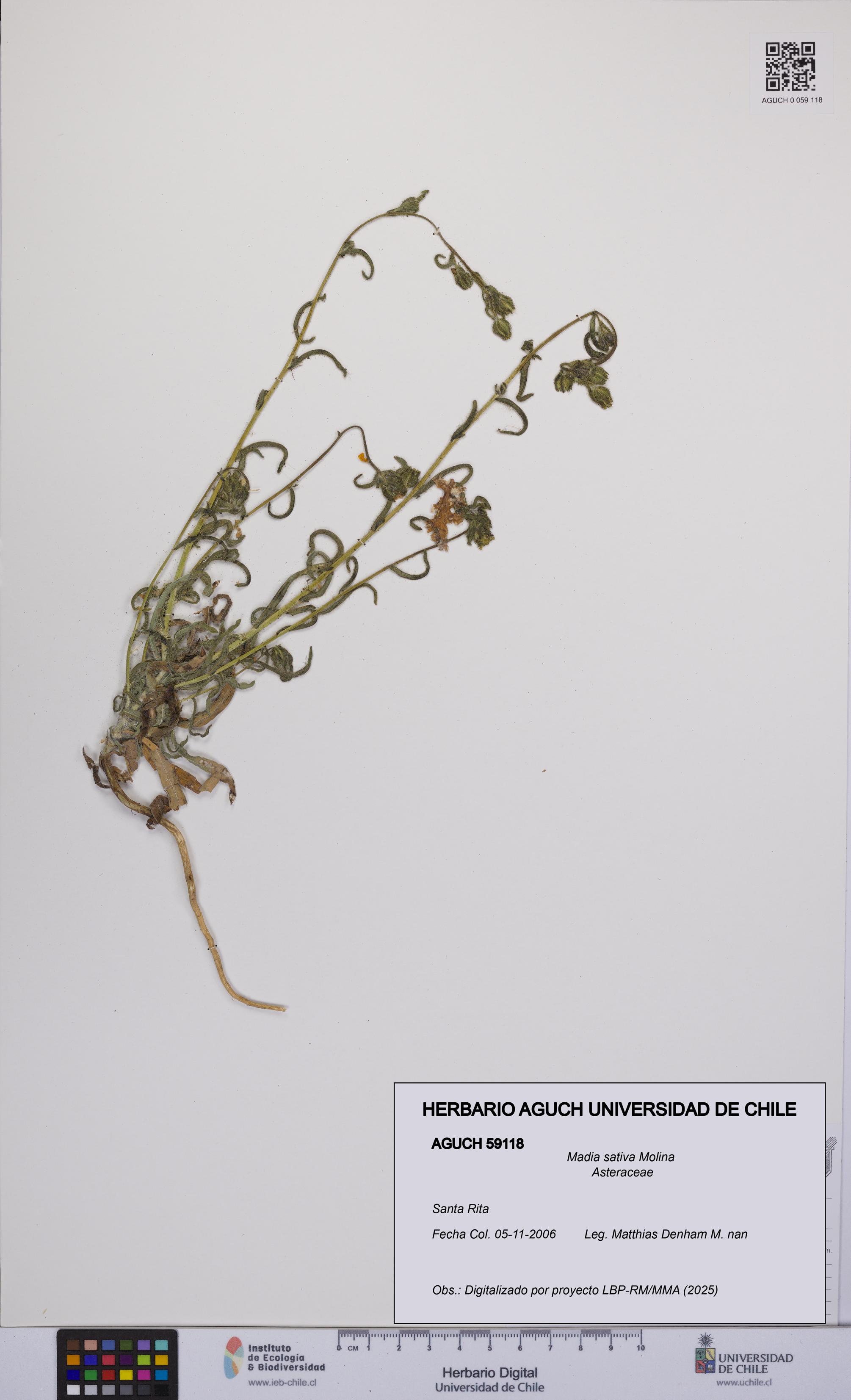 Madia sativa [Espécimen: UCH:AGUCH:0059118]