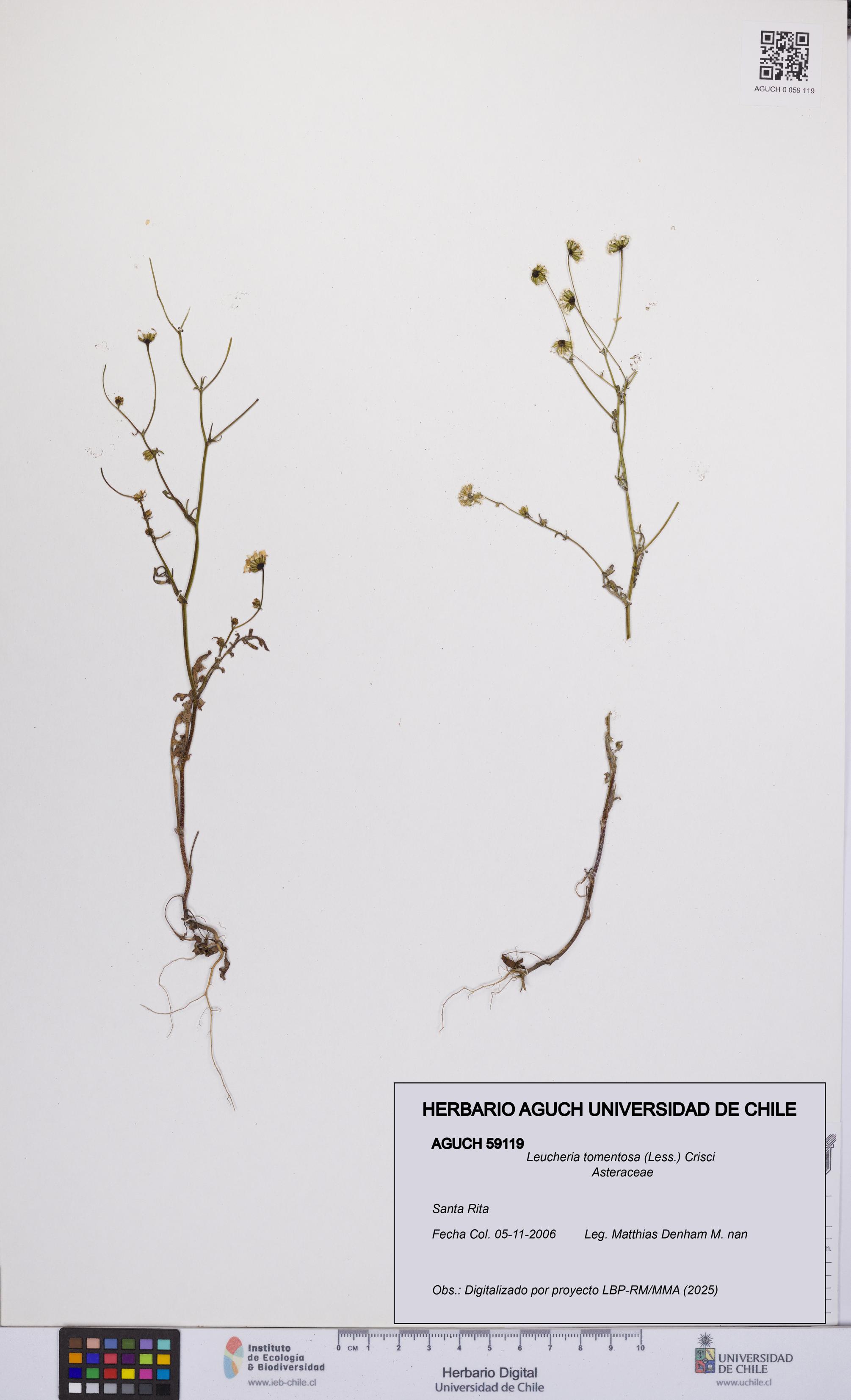 Leucheria tomentosa [Espécimen: UCH:AGUCH:0059119]