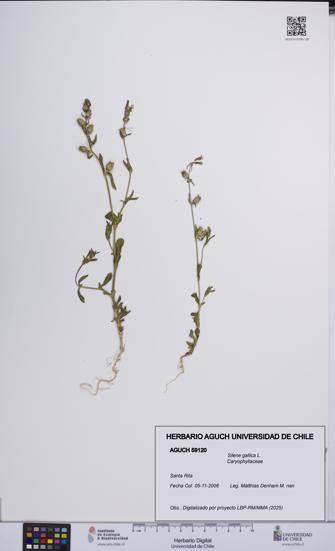Silene gallica [Espécimen: UCH:AGUCH:0059120]