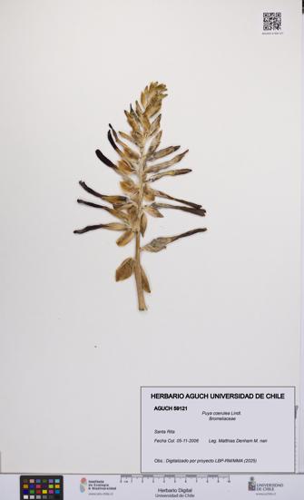 Puya coerulea [Espécimen: UCH:AGUCH:0059121]