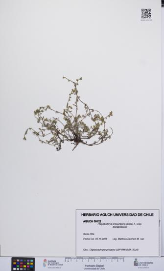 Plagiobothrys procumbens [Espécimen: UCH:AGUCH:0059122]