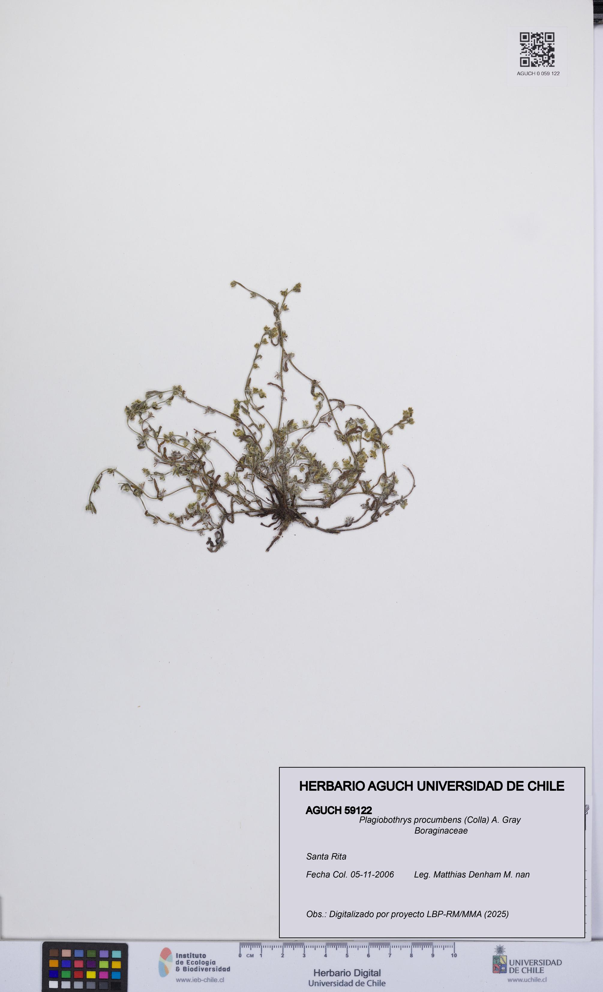 Plagiobothrys procumbens [Espécimen: UCH:AGUCH:0059122]