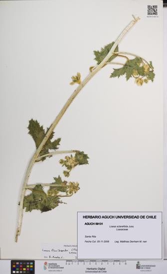 Loasa sclareifolia [Espécimen: UCH:AGUCH:0059131]
