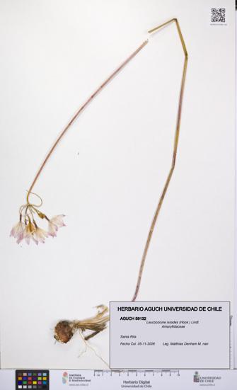 Leucocoryne ixioides [Espécimen: UCH:AGUCH:0059132]
