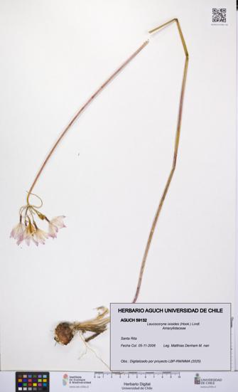 Leucocoryne ixioides [Espécimen: UCH:AGUCH:0059132]
