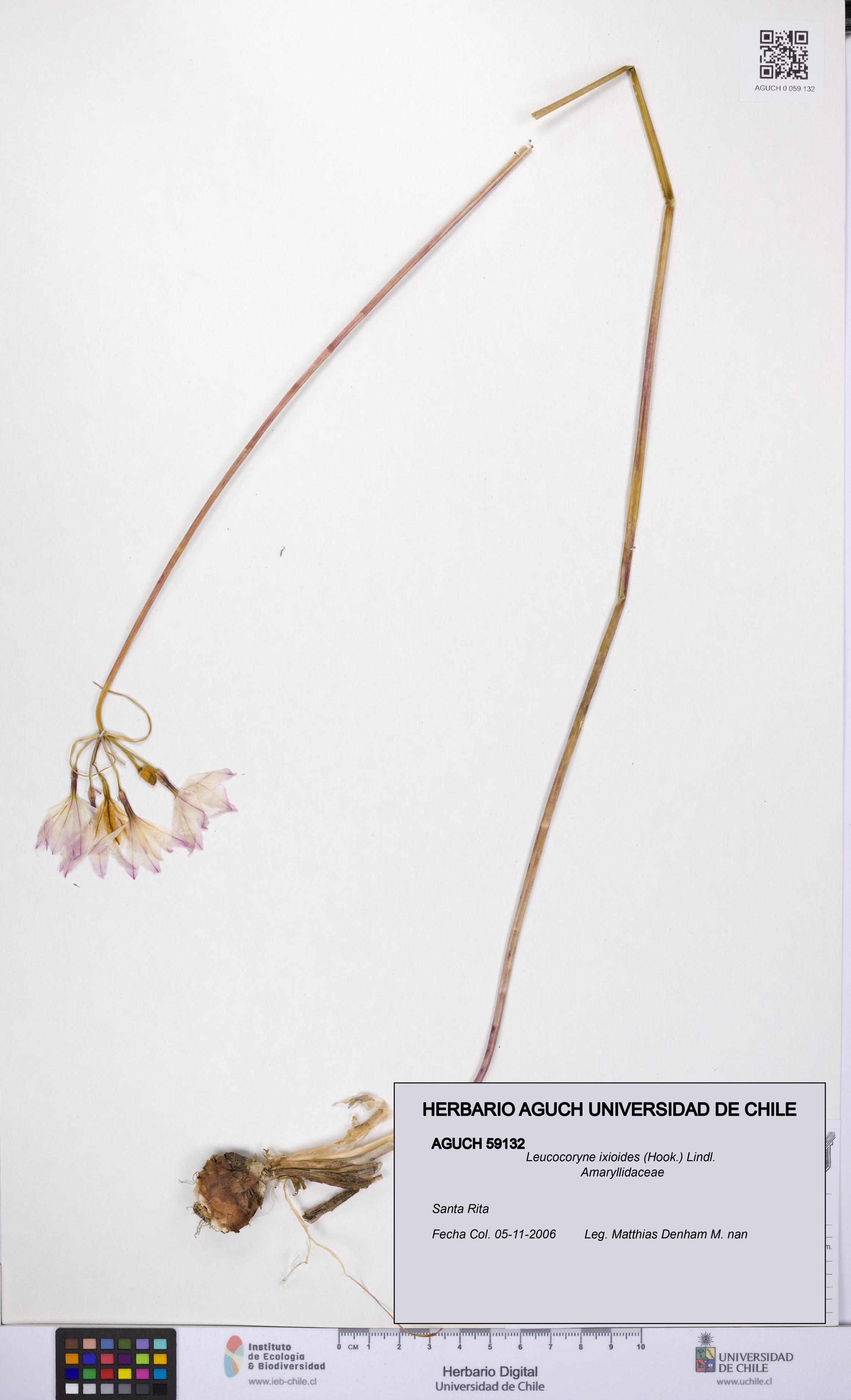 Leucocoryne ixioides [Espécimen: UCH:AGUCH:0059132]