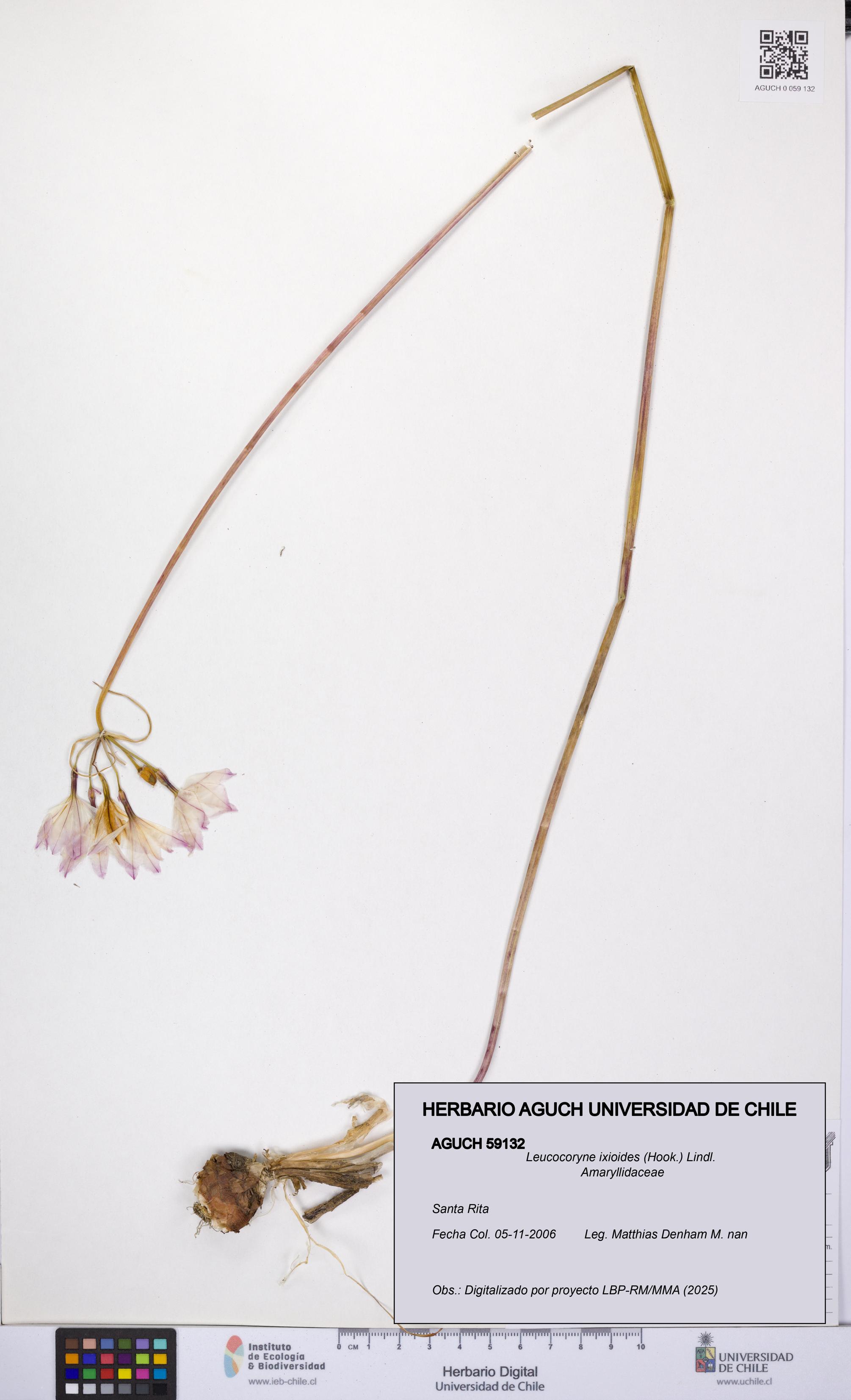 Leucocoryne ixioides [Espécimen: UCH:AGUCH:0059132]