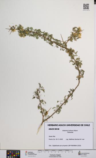 Adesmia confusa [Espécimen: UCH:AGUCH:0059135]