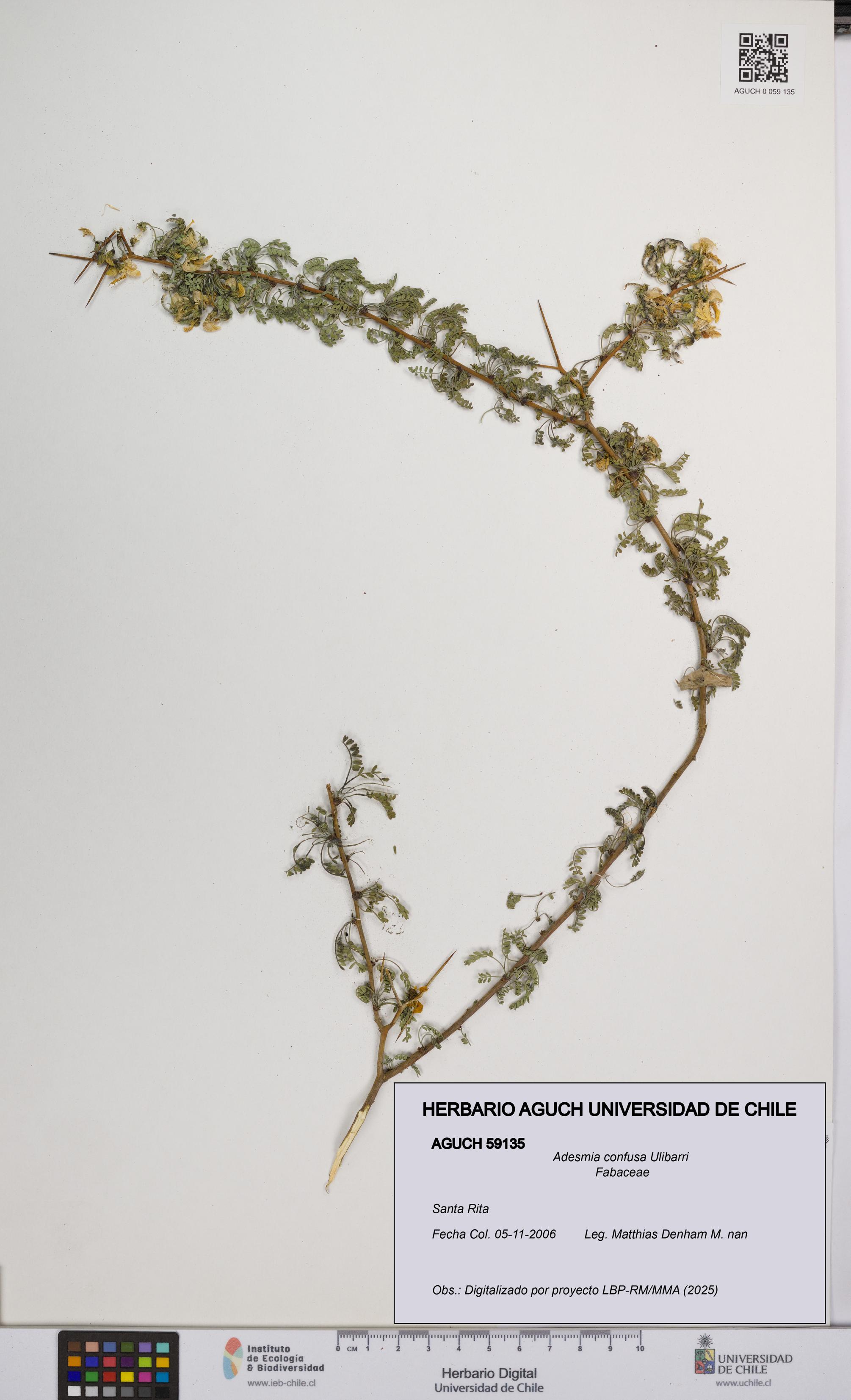 Adesmia confusa [Espécimen: UCH:AGUCH:0059135]