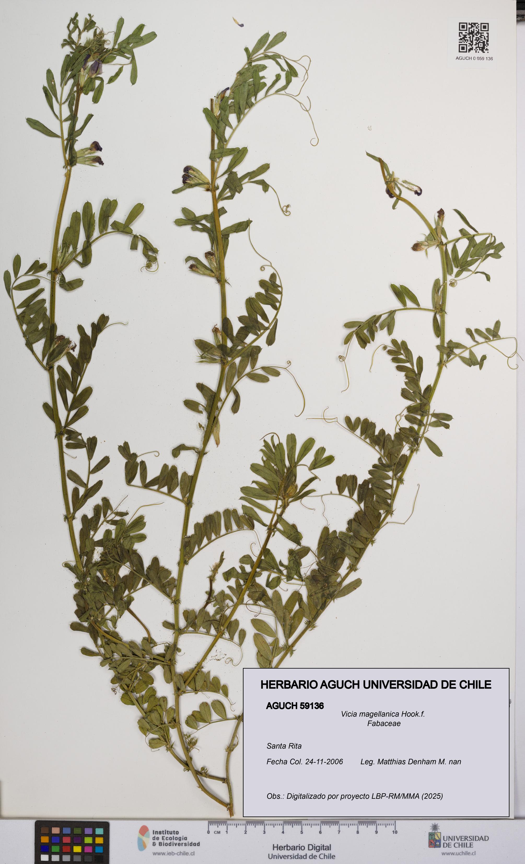 Vicia magellanica [Espécimen: UCH:AGUCH:0059136]