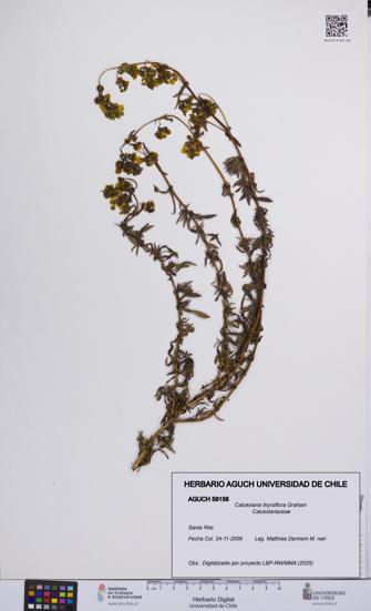 Calceolaria thyrsiflora [Espécimen: UCH:AGUCH:0059158]