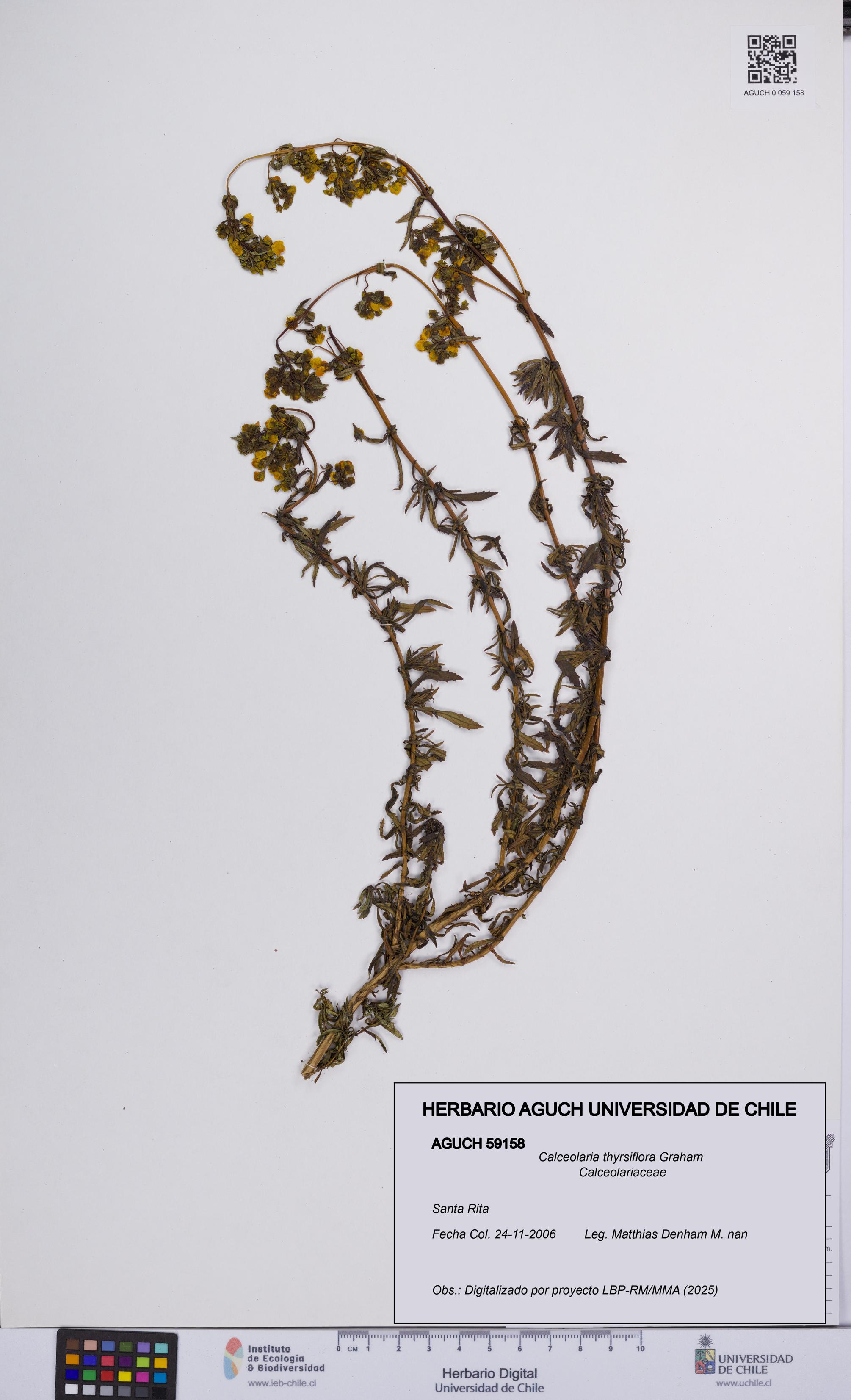 Calceolaria thyrsiflora [Espécimen: UCH:AGUCH:0059158]
