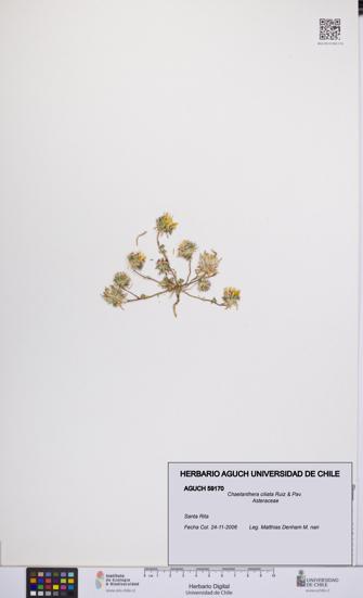 Chaetanthera ciliata [Espécimen: UCH:AGUCH:0059170]