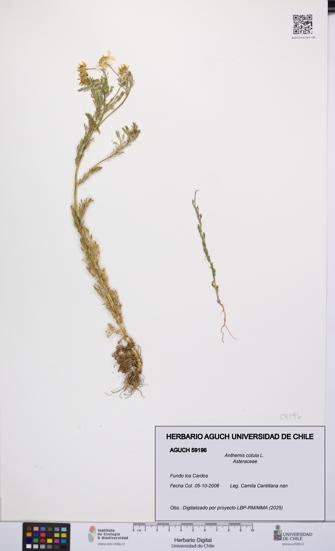 Anthemis cotula [Espécimen: UCH:AGUCH:0059196]