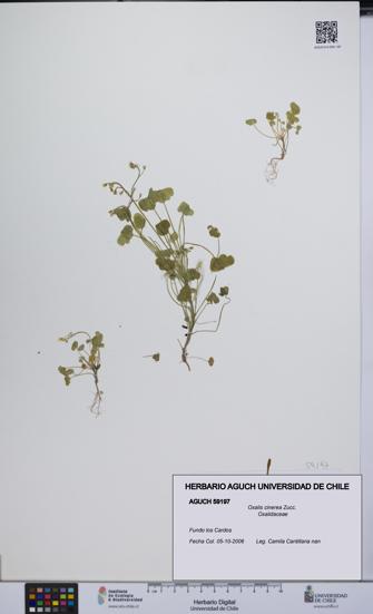 Oxalis cinerea [Espécimen: UCH:AGUCH:0059197]