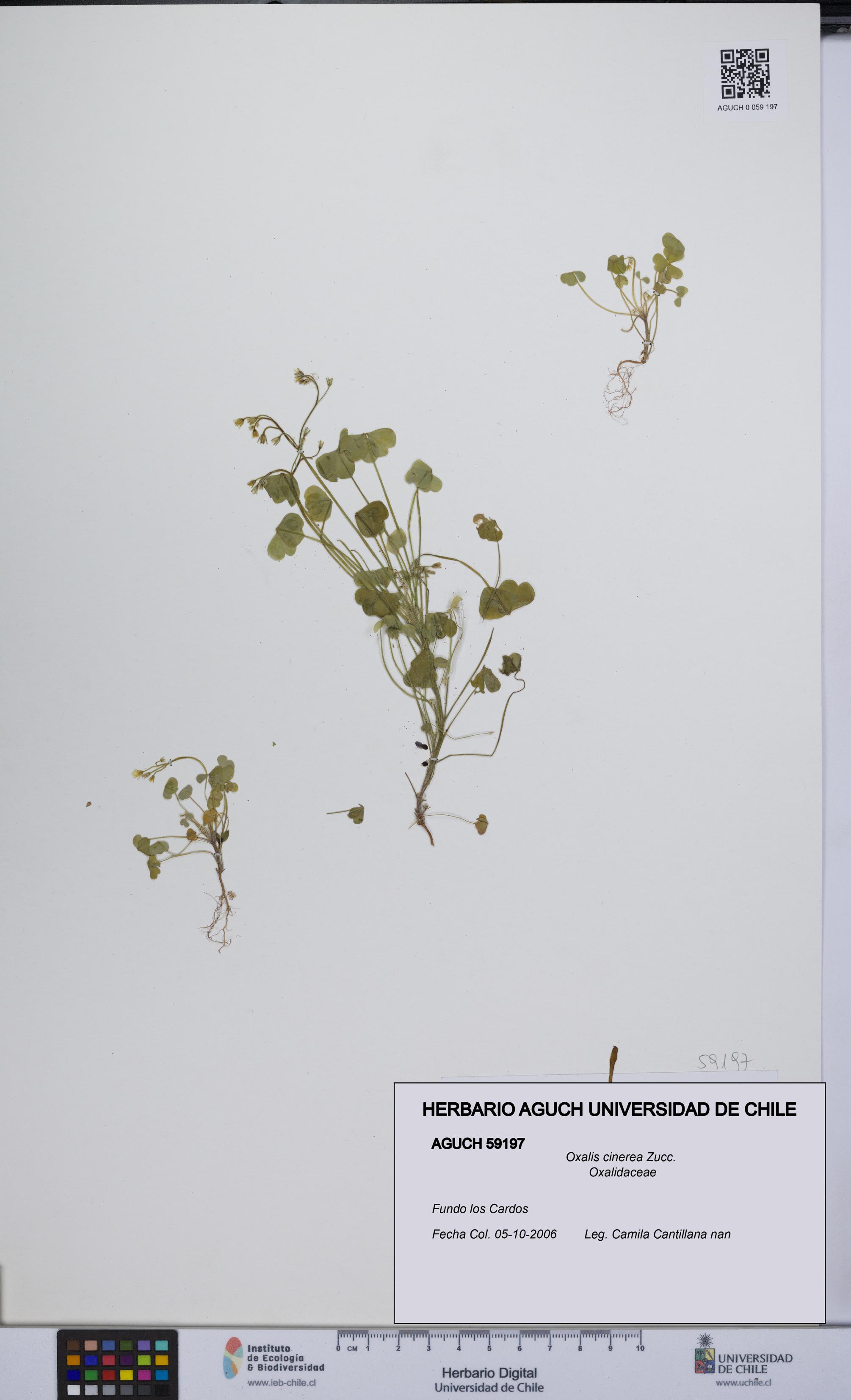 Oxalis cinerea [Espécimen: UCH:AGUCH:0059197]