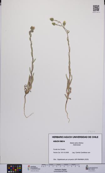 Madia sativa [Espécimen: UCH:AGUCH:0059214]