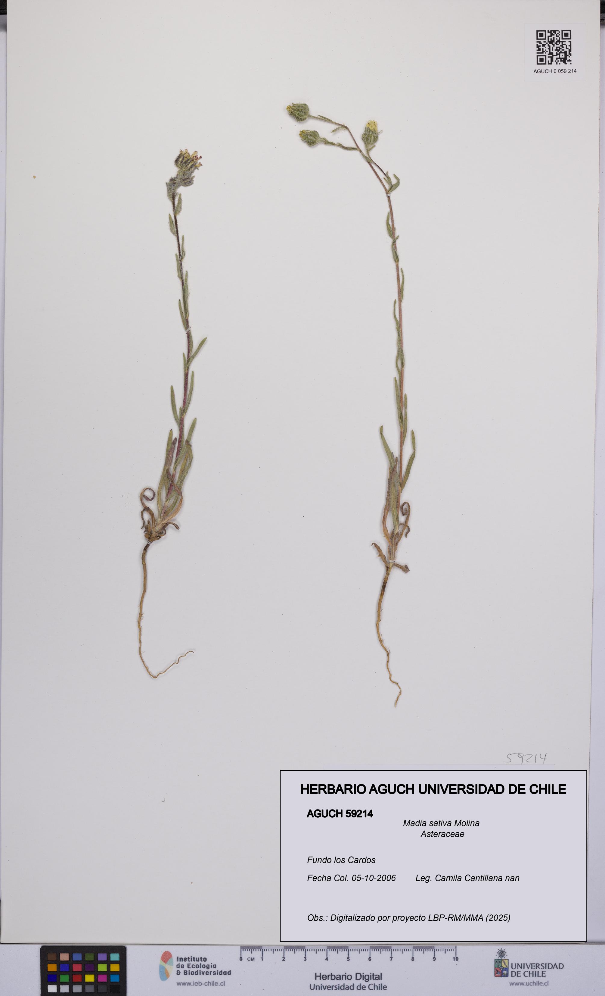 Madia sativa [Espécimen: UCH:AGUCH:0059214]