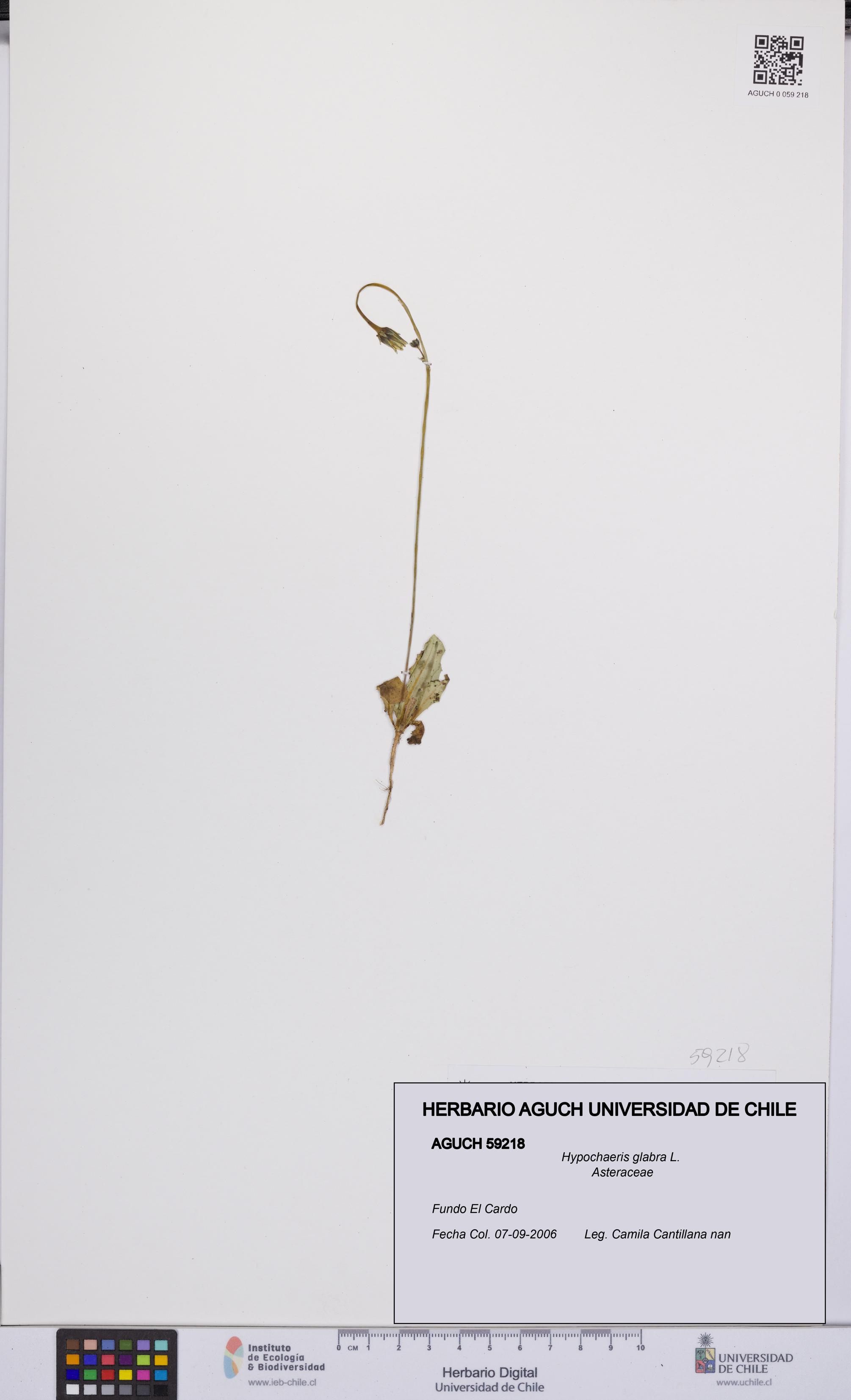 Hypochaeris glabra [Espécimen: UCH:AGUCH:0059218]