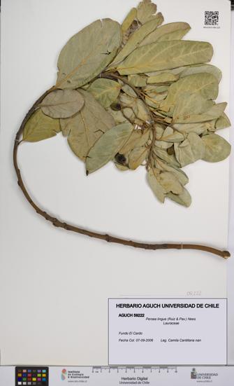 Persea lingue [Espécimen: UCH:AGUCH:0059222]