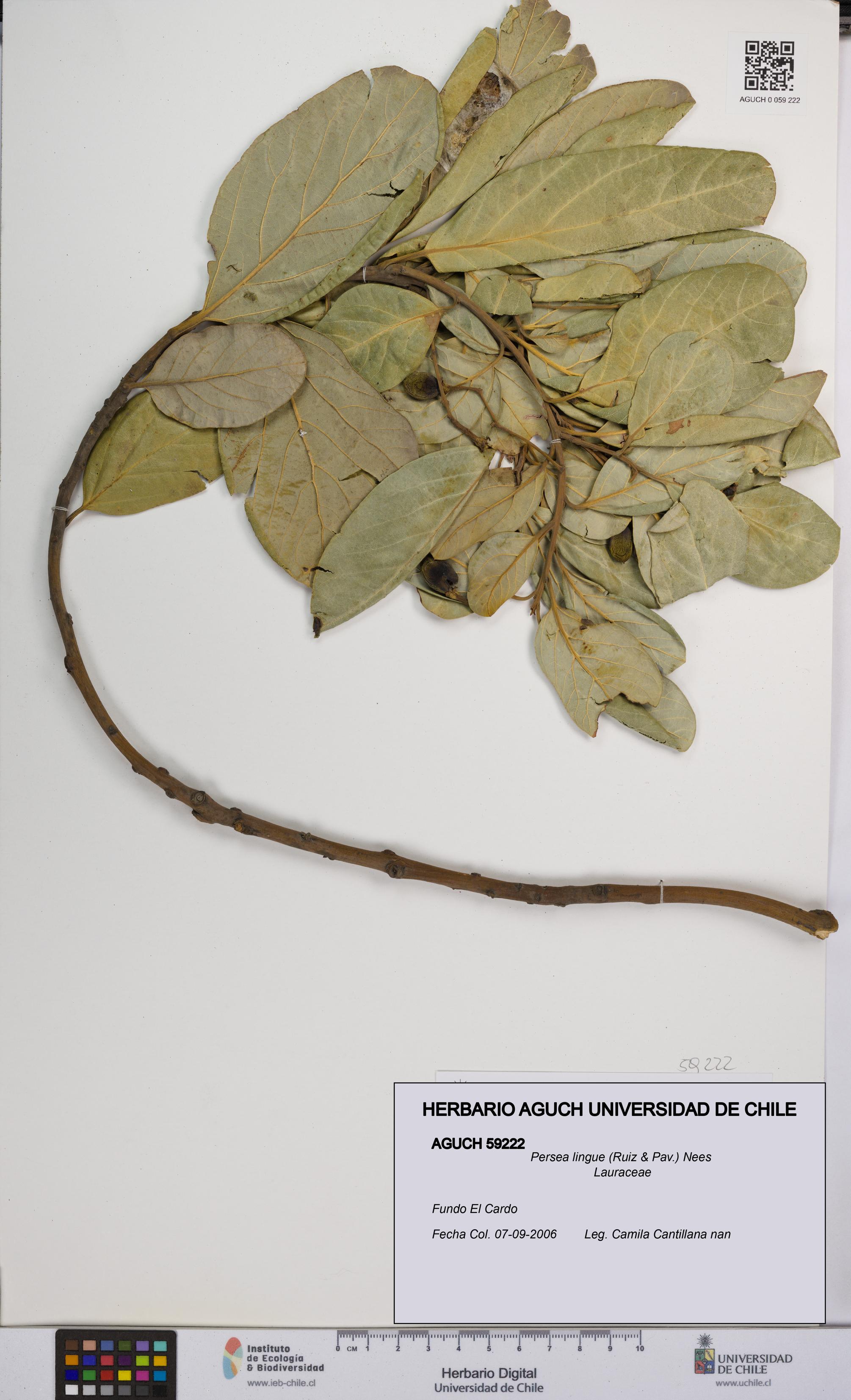 Persea lingue [Espécimen: UCH:AGUCH:0059222]