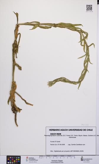 Pseudognaphalium cabrerae [Espécimen: UCH:AGUCH:0059238]