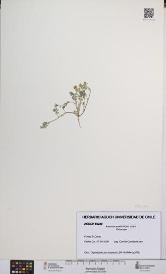 Adesmia tenella [Espécimen: UCH:AGUCH:0059239]